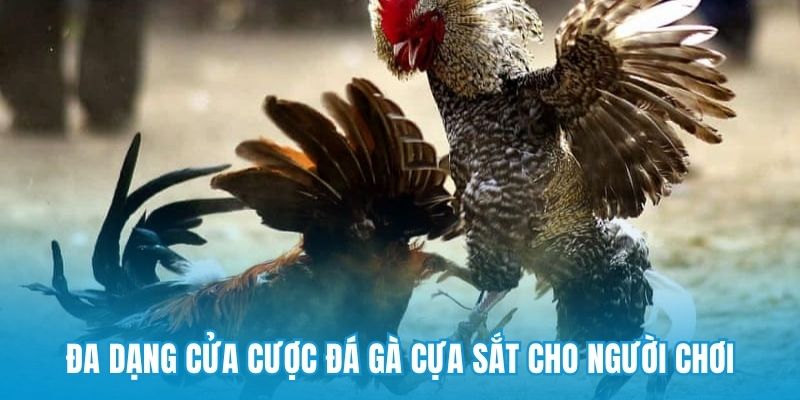 Đa dạng cửa cược đá gà cựa sắt cho người chơi