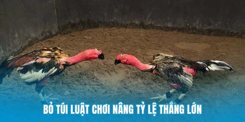 Bỏ túi luật chơi nâng tỷ lệ thắng lớn