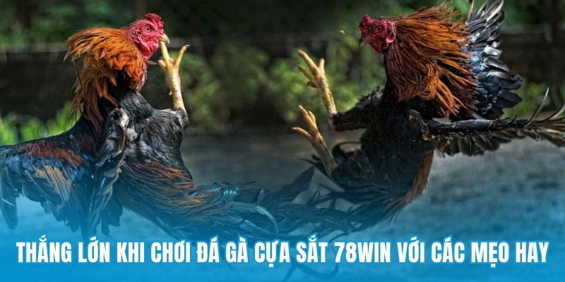 Thắng lớn khi chơi đá gà cựa sắt 78win với các mẹo hay