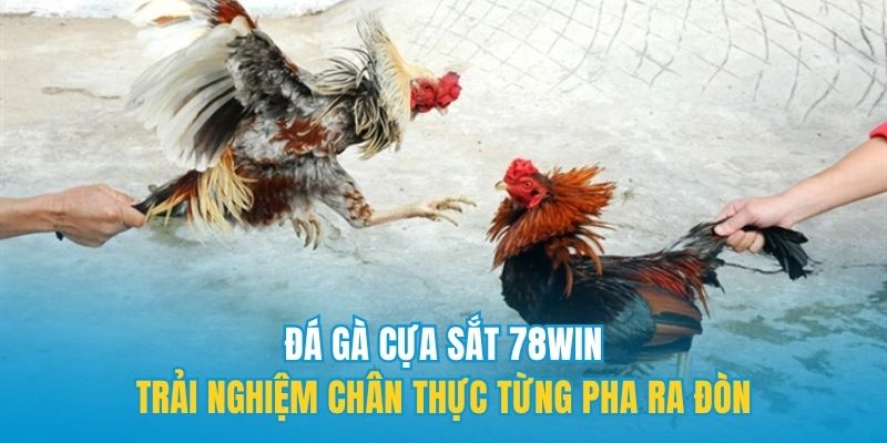 Đá gà cựa sắt 78win