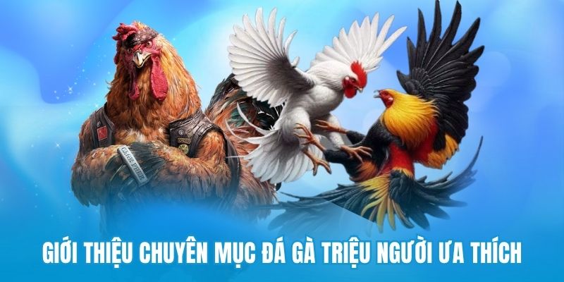 Giới thiệu chuyên mục đá gà triệu người ưa thích