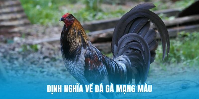 Định nghĩa về đá gà mạng màu