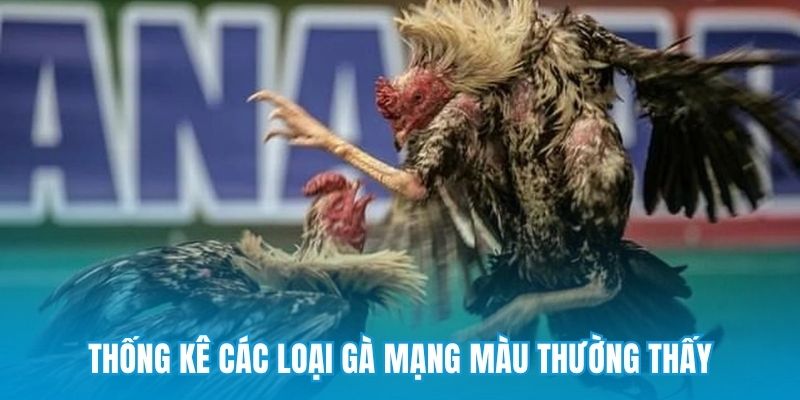 Thống kê các loại gà mạng màu thường thấy