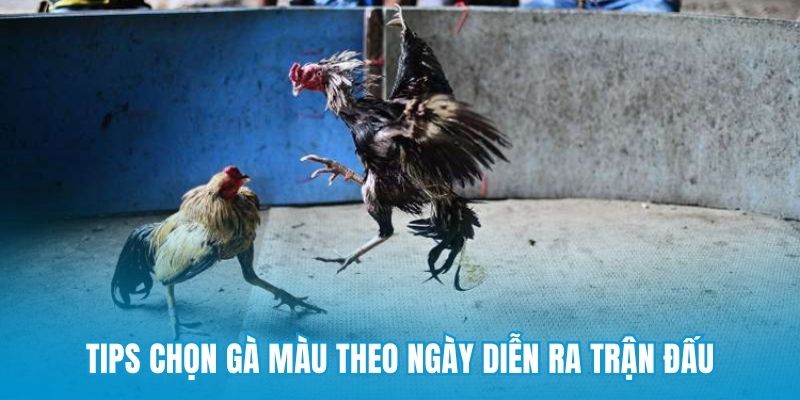 Tips chọn gà màu theo ngày diễn ra trận đấu