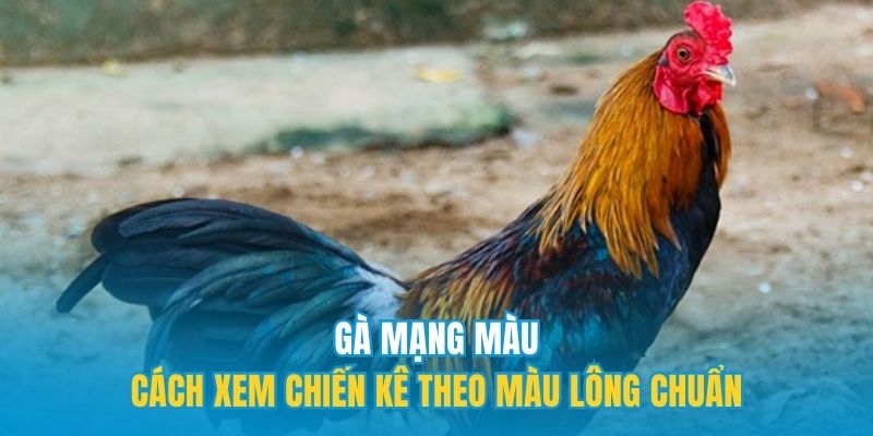 Gà mạng màu