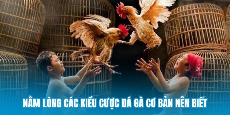 Nằm lòng các kiểu cược đá gà cơ bản nên biết