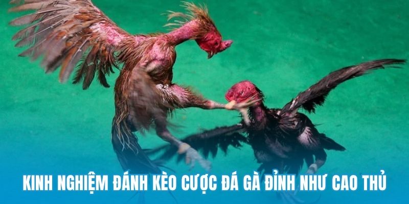 Kinh nghiệm đánh kèo cược đá gà đỉnh như cao thủ