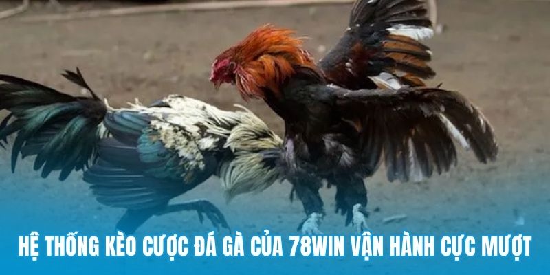 Hệ thống kèo cược đá gà của 78win vận hành cực mượt