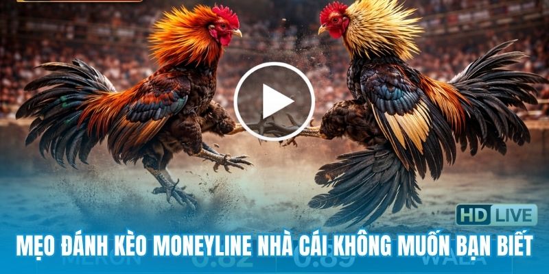 Mẹo đánh kèo Moneyline nhà cái không muốn bạn biết