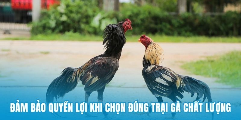 Đảm bảo quyền lợi khi chọn đúng trại gà chất lượng