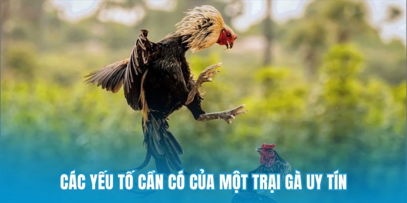 Các yếu tố cần có của một trại gà uy tín