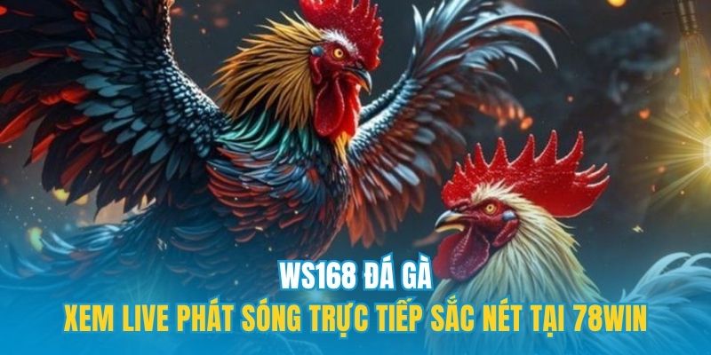 WS168 đá gà